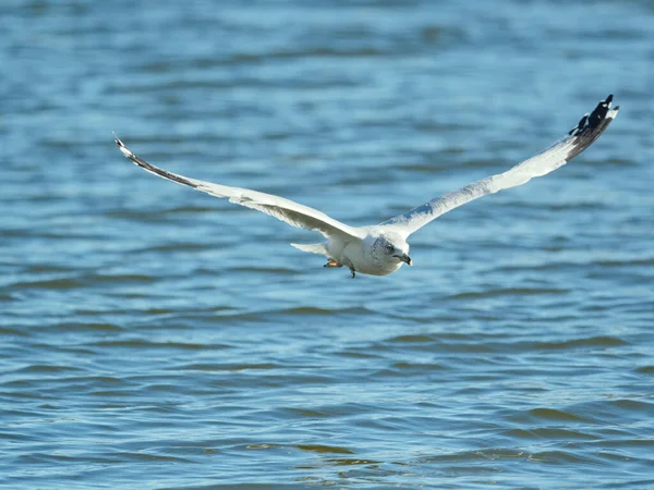 Gabbiano Che Vola Nel Mare Blu — Foto Stock