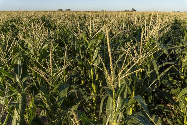 Los Cultivos Que Crecen Campo Agrícola —  Fotos de Stock