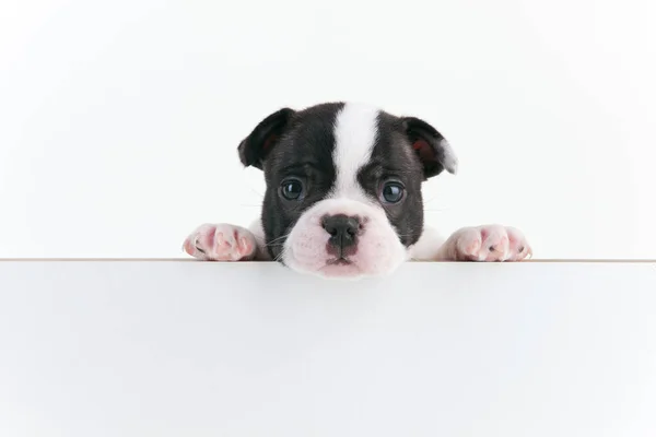 Cute Dog Blank Board White Background Stock Image
