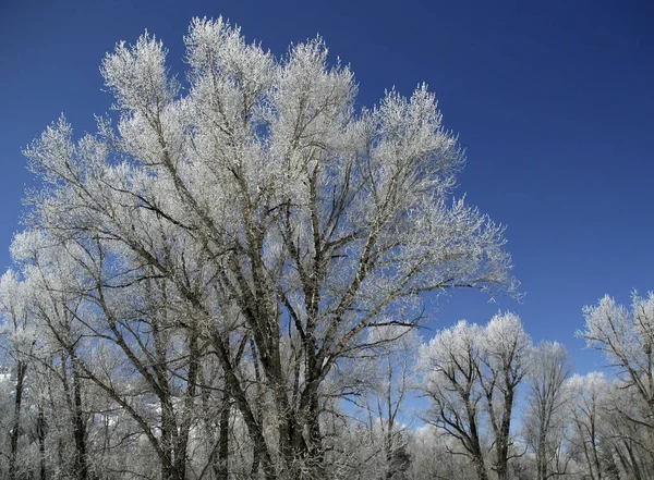 Winter Landscape Frost Covered Trees Countryside Colorado Clear Sky Royalty Free Stock Images