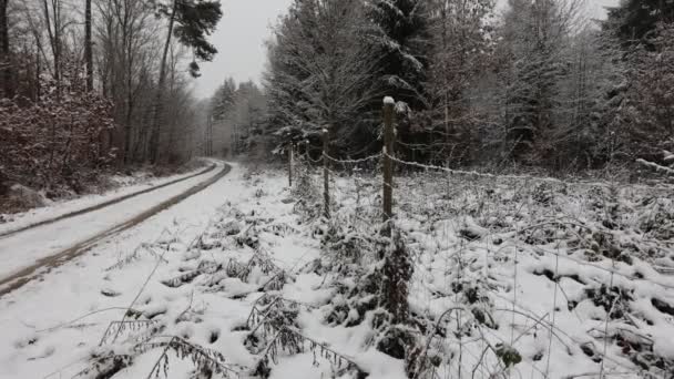 Camino Través Bosque Invierno — Vídeo de stock