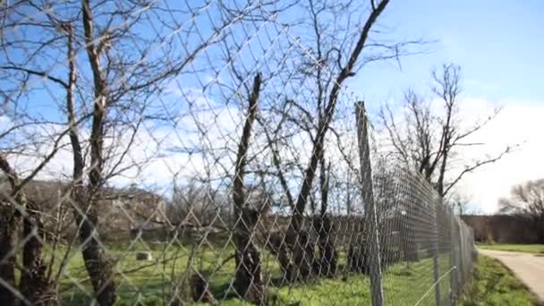 Een Rij Bladloze Bomen Achter Een Prikkeldraad Hek Een Boerderij — Stockvideo