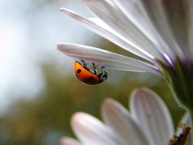 A macro shot of a red ladybug on a petal of a flower clipart