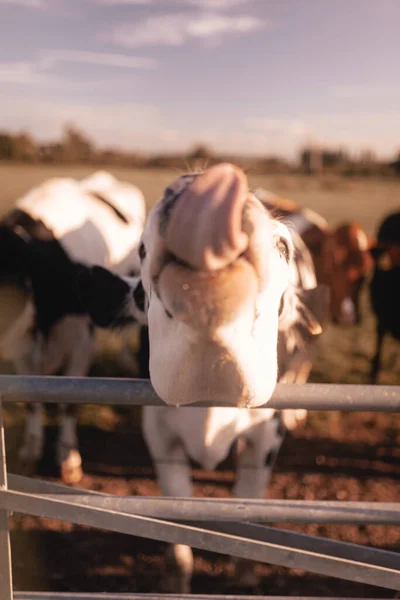 Primer Plano Vertical Una Vaca Pegando Tonelada —  Fotos de Stock