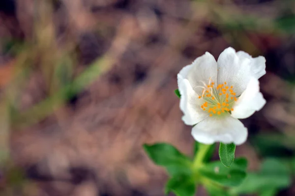 Selektywne Zbliżenie Ostrości Roślin Kwitnących Białym Bloodroocie — Zdjęcie stockowe