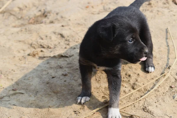 Enfoque Selectivo Adorable Cachorro Pastor Alemán Negro —  Fotos de Stock