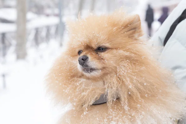 Retrato Cão Fofo Pomerânia Descansando Livre Dia Nevado Inverno — Fotografia de Stock