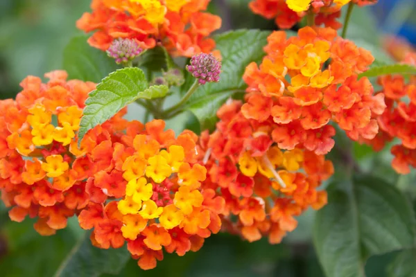 Eine Selektive Nahaufnahme Der Lantana Blüten — Stockfoto