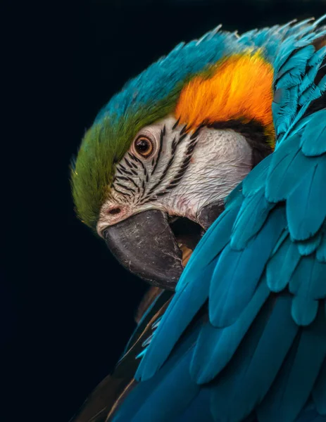 Siyah Bir Arka Planda Izole Edilmiş Bir Papağan Portresi — Stok fotoğraf