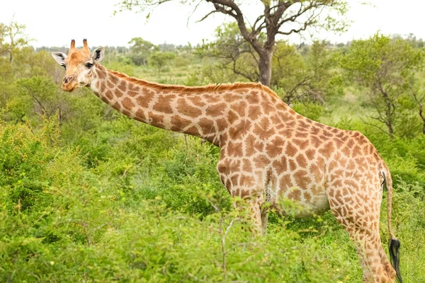 Een Giraffe Staand Tussen Begroeiing Een Wildreservaat — Stockfoto