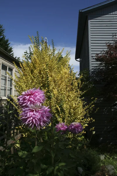 Vertical Shot Blooming Dahlia Flowers Backyard Garden Rural House Seattle — Stock Photo, Image