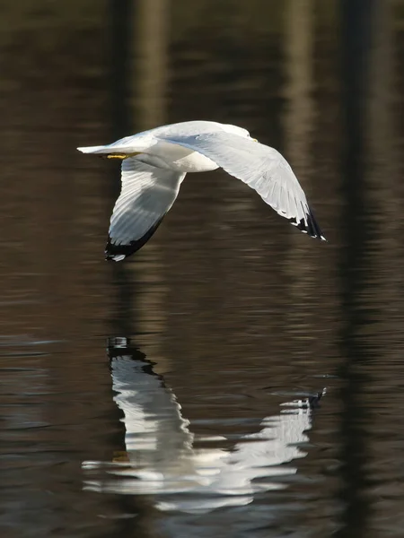 Tiro Perto Uma Gaivota Lago — Fotografia de Stock