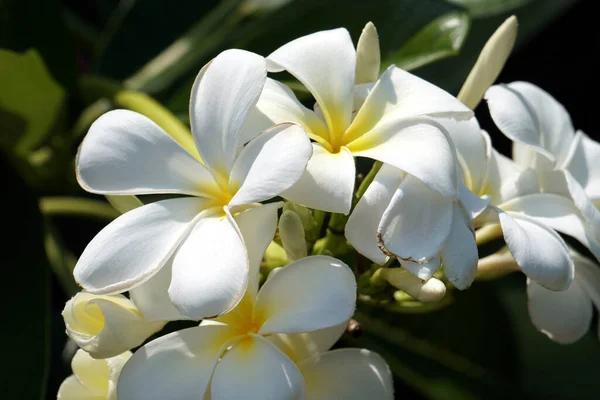 Primer Plano Selectivo Una Plumeria Blanca Flores —  Fotos de Stock