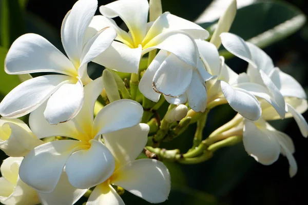 Een Selectieve Focus Close Van Een Witte Plumeria Bloemen — Stockfoto