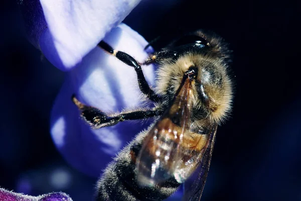 Макро Снимок Пчелы Приземлившейся Лепесток Фиолетового Цветка Размытом Фоне — стоковое фото