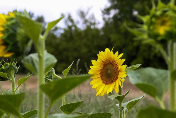 田野里一朵美丽的向日葵的选择性聚焦镜头 — 图库照片