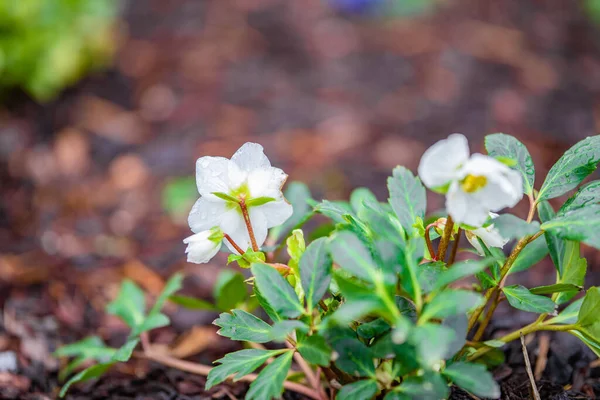 Closeup Shot White Primrose Flowers Garden — Stock Photo, Image