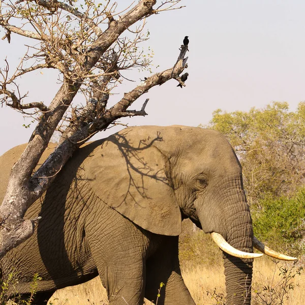一头大象站在保护区的一棵树旁 — 图库照片