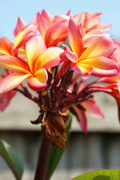 Вертикальный Крупный План Красивых Цветов Лилии — стоковое фото