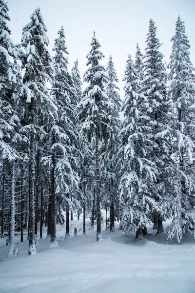 Eine Schöne Aufnahme Von Verschneiten Nadelwäldern — Stockfoto