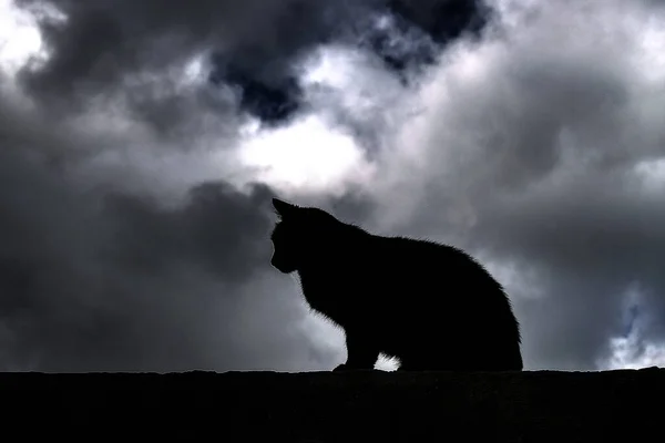 Uma Silhueta Gato Adorável Sentado Parede Sob Céu Sombrio — Fotografia de Stock