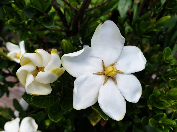 A closeup shot of white gardenia flowers in the garden