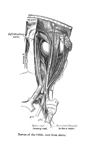 Una Struttura Nervi Dell Orbita Atlante Anatomia Umana Visto Dall — Foto Stock