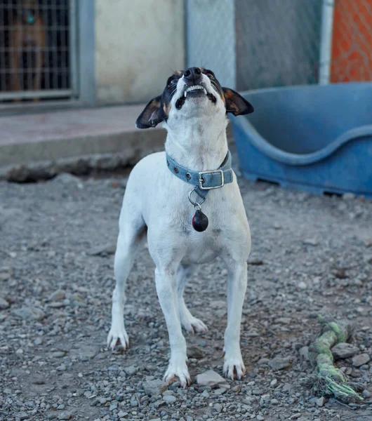 Piccolo Cane Bianco Nero Con Collare Nel Rifugio Cani — Foto Stock