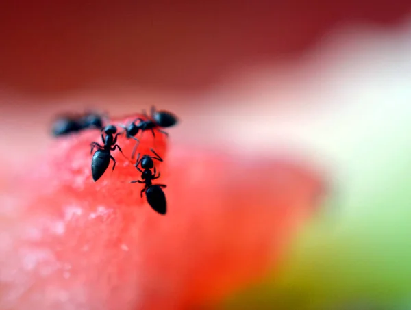 Eine Nahaufnahme Von Ameisen Auf Einer Scheibe Wassermelone — Stockfoto