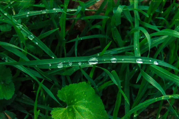 Ένα Σφηνάκι Πράσινο Γρασίδι Πρωινή Δροσιά — Φωτογραφία Αρχείου