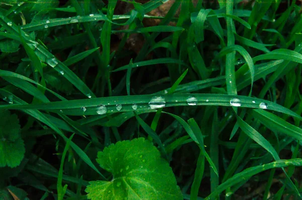 Trago Hierba Verde Con Rocío Matutino — Foto de Stock