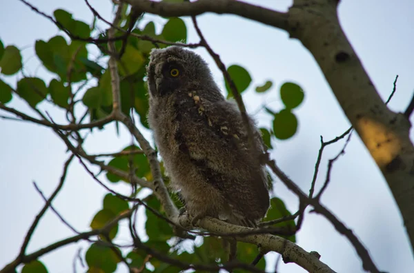 Une Prise Vue Sélective Une Chouette Adorable Sur Branche — Photo