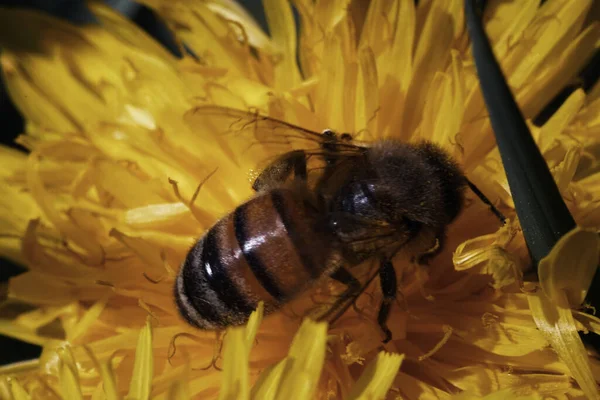 Egy Makró Kép Egy Méhről Egy Sárga Virágsziromra Landolt Elmosódott — Stock Fotó