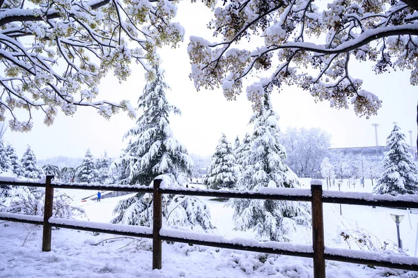 Eine Verschneite Winterlandschaft Mit Ländlichem Holzzaun Und Schneebedeckten Kiefern — Stockfoto