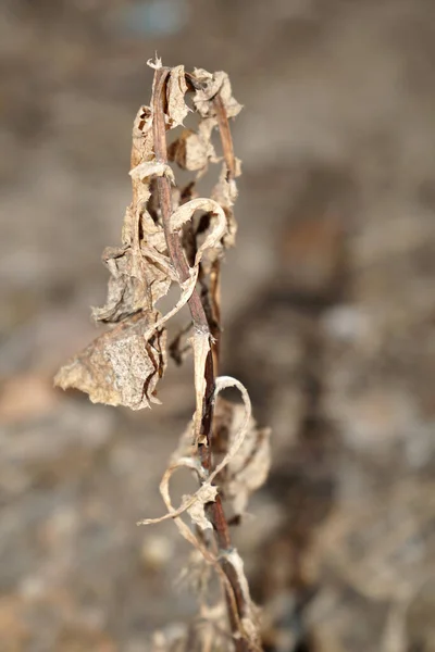 Eine Vertikale Nahaufnahme Einer Verdorrten Pflanze Freien — Stockfoto