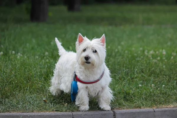 Een Close Shot Van Een Witte Hond — Stockfoto