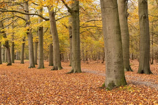 秋天的时候 在森林里的高树小巷里 一张美丽的小径照片 — 图库照片