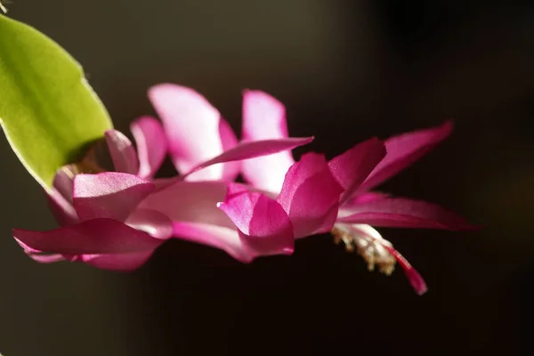 Egy Közelkép Rózsaszín Schlumbergera Virágról — Stock Fotó