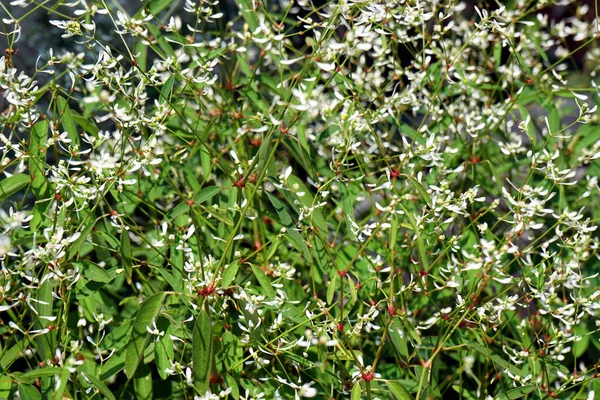 Selective Focus Closeup Euphorbia Diamond Frost Flowering — Stock Photo, Image