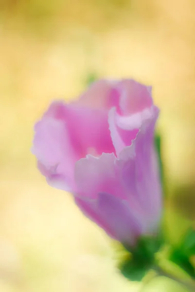 Vertical Closeup Shot Blooming Pink Musk Mallow — Stock Photo, Image