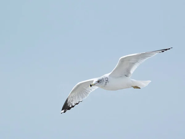 Uma Gaivota Voando Céu Azul — Fotografia de Stock