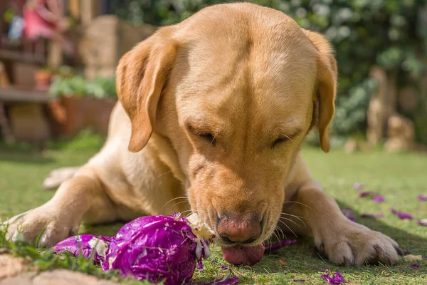 A closeup shot of a golden puppy playing with the small lists of purple cabbage