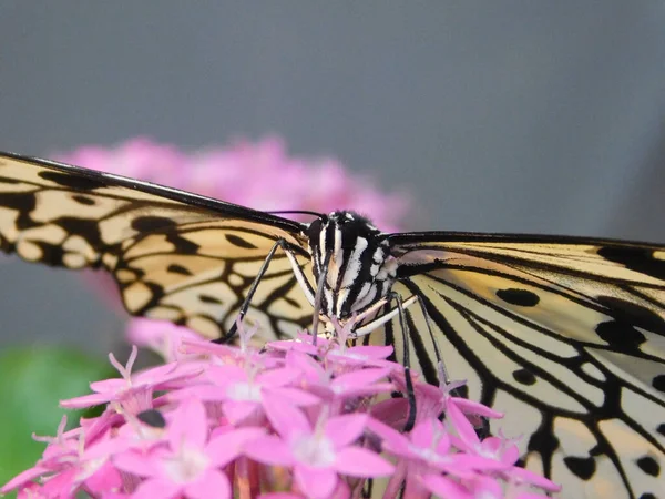 在模糊的背景下 一只独特的 可爱的 神奇的蝴蝶在花朵上 — 图库照片