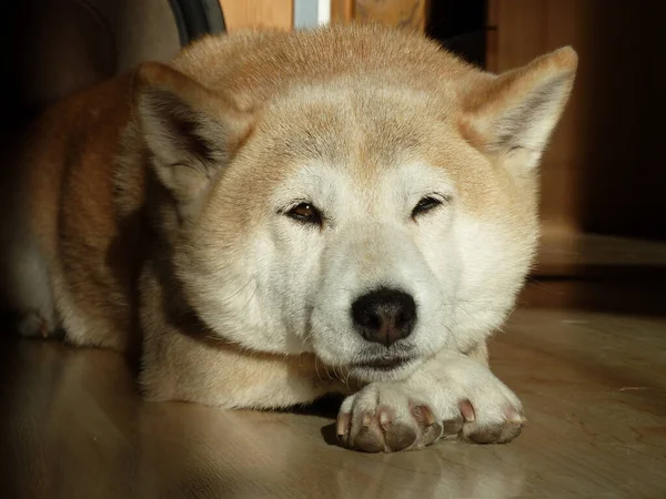 Eine Nahaufnahme Eines Niedlichen Schlafenden Akita Inu Hundes — Stockfoto