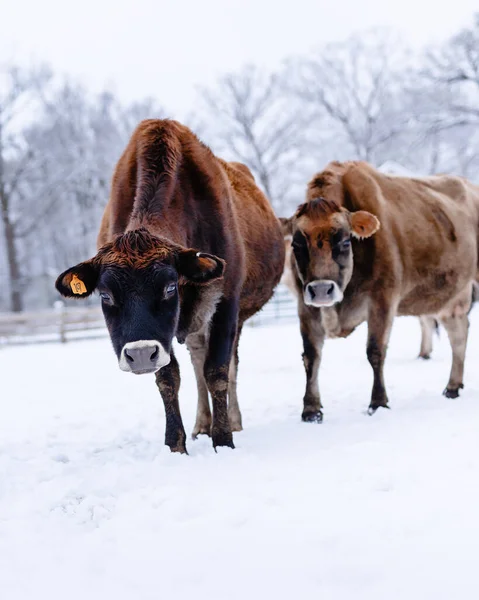 Vertical Shot Brown Dairy Cows Farm Winter — Stock Photo, Image