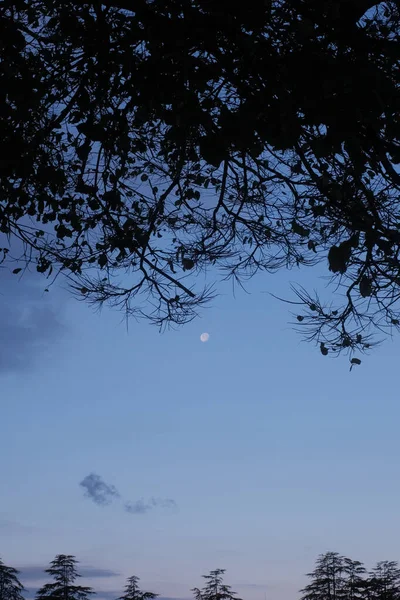 Plano Vertical Luna Gibbous Visible Bajo Las Ramas Árbol —  Fotos de Stock