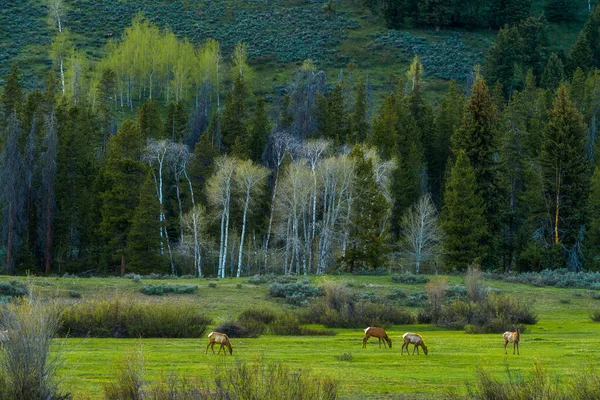 나무와 귀여운 말들이 들판에서 아름다운 — 스톡 사진