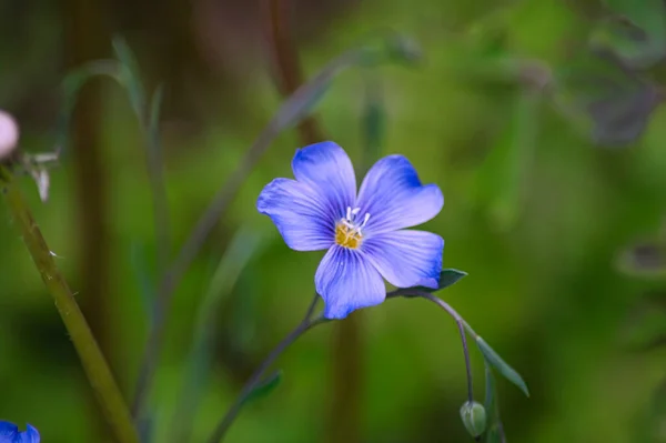Ένα Κοντινό Πλάνο Ενός Μπλε Λουλουδιού Linum Perenne Ένα Θολό — Φωτογραφία Αρχείου