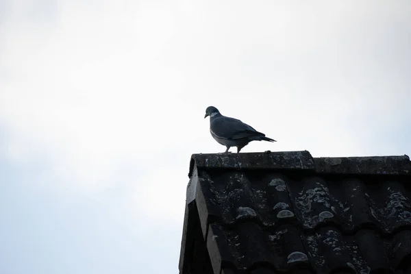 Una Paloma Posada Techo Bajo Cielo Nublado — Foto de Stock