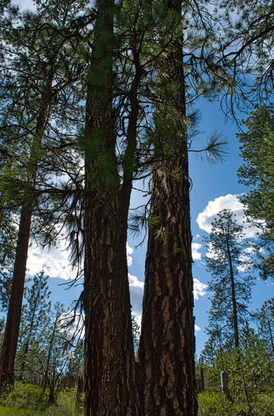 Μια Κάθετη Λήψη Από Όμορφα Ψηλά Δέντρα Στο Δάσος — Φωτογραφία Αρχείου